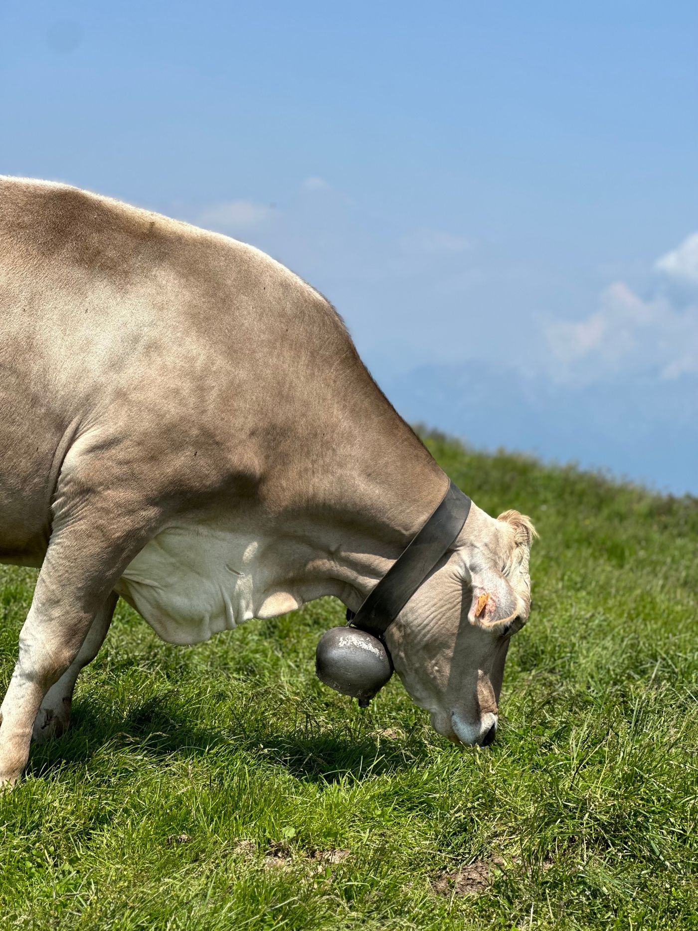 Dairy cow grazing on open pasture wearing a collar and ear tag